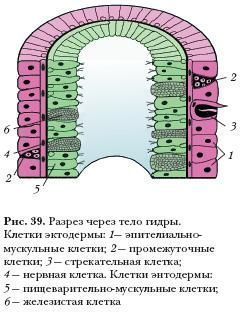Кракен шоп нарк