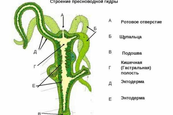 Кракен тгк
